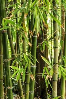 La Foresta di Bambù: Un'esperienza mistica tra le canne verdi e i suoni della natura!